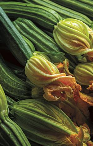 the commons zucchini flower image